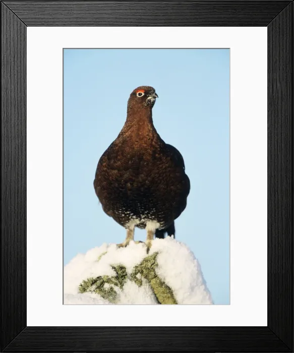 Framed Print : Red Grouse - Perched on stone wall in winter Framed Print : Red Grouse - Perched on stone wall in winter