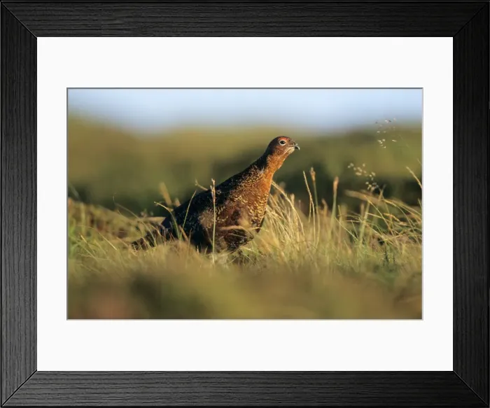 Framed Print : Red Grouse - male calling on moorland Framed Print : Red Grouse - male calling on moorland