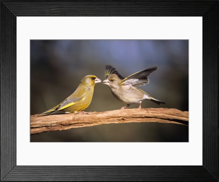 Framed Print : Greenfinch - pair courtship diplaying in spring