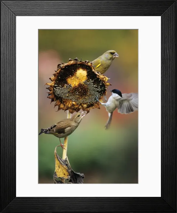 Framed Print : Greenfinch - & Marsh Tit (Parus palustris)