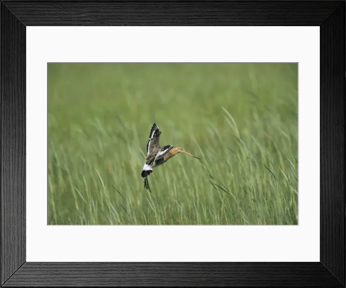 Framed Print : Black-tailed Godwit - landing in nesting territory Framed Print : Black-tailed Godwit - landing in nesting territory