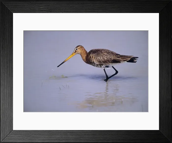 Framed Print : Black-tailed Godwit - searching for food on lake margin Framed Print : Black-tailed Godwit - searching for food on lake margin