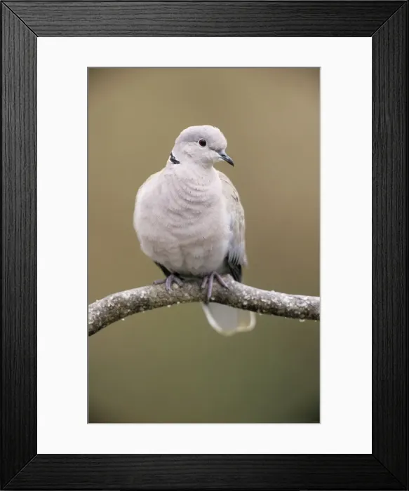 Framed Print : Barbary Dove - portrait Framed Print : Barbary Dove - portrait