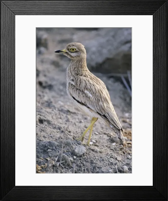 Framed Print : Stone Curlew Framed Print : Stone Curlew