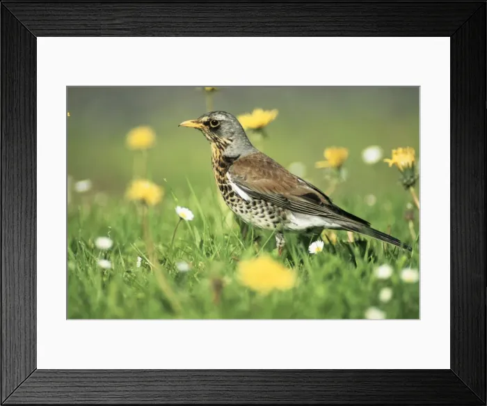 Framed Print : Fieldfare - searching for food on lawn Framed Print : Fieldfare - searching for food on lawn