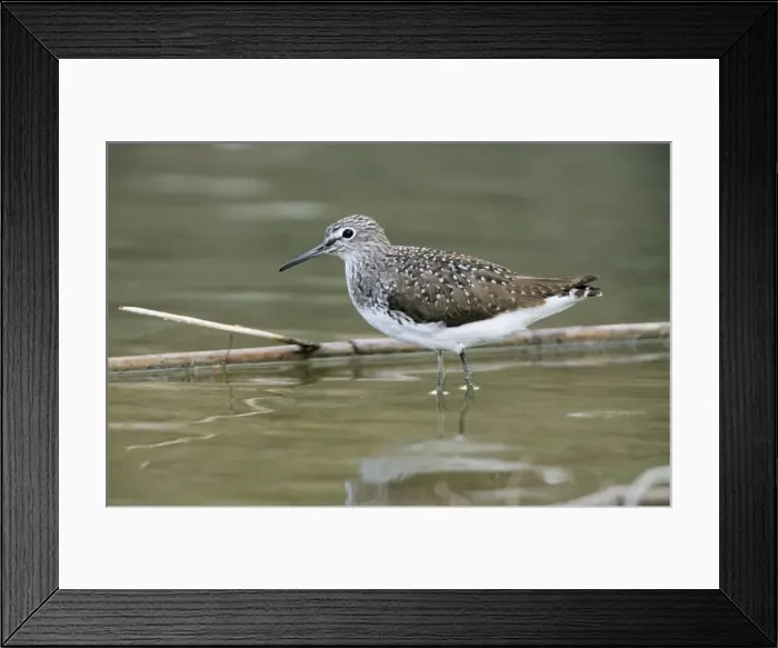 Framed Print : Greenshank - in winter plumage Framed Print : Greenshank - in winter plumage