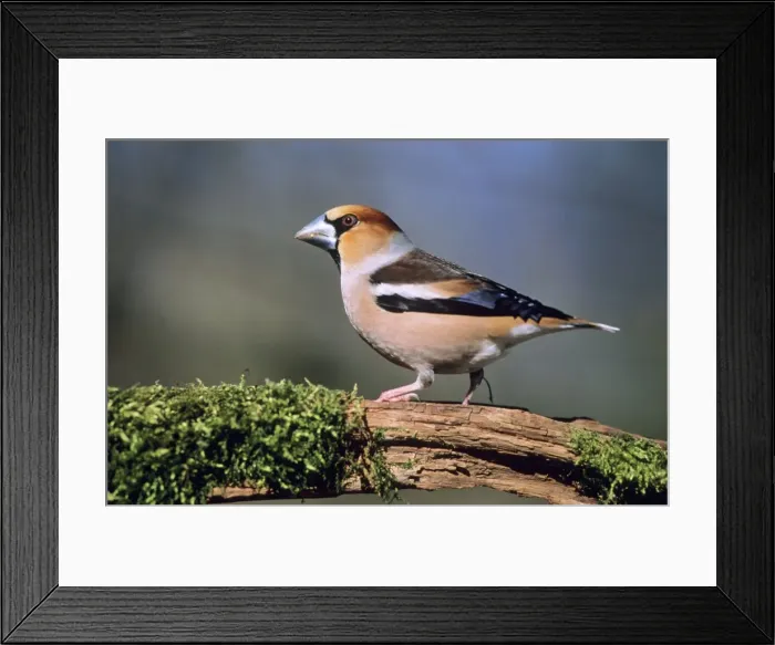 Framed Print : Hawfinch - Male Framed Print : Hawfinch - Male