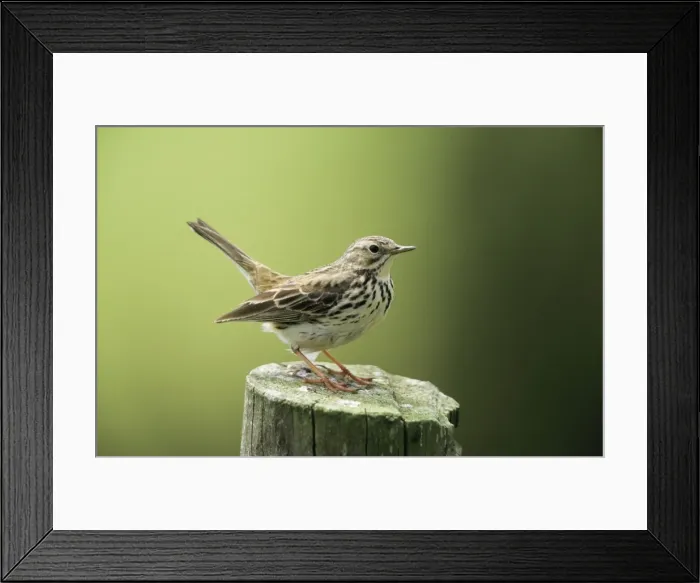 Framed Print : Meadow Pipit - perched on post Framed Print : Meadow Pipit - perched on post