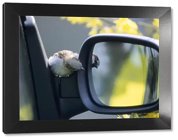 House Sparrow - Displaying at reflection in a car mirror