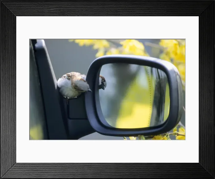 Framed Print : House Sparrow - Displaying at reflection in a car mirror Framed Print : House Sparrow - Displaying at reflection in a car mirror