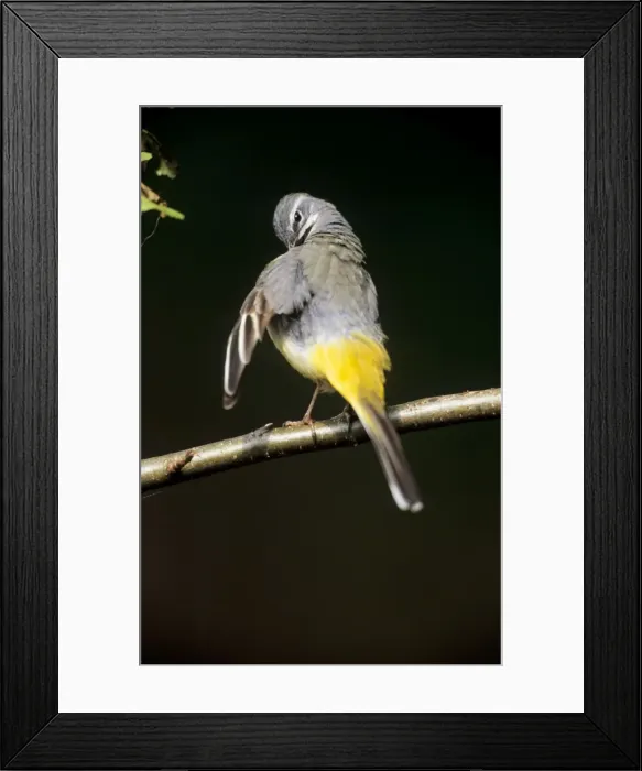 Framed Print : Grey Wagtail - female preening itself Framed Print : Grey Wagtail - female preening itself