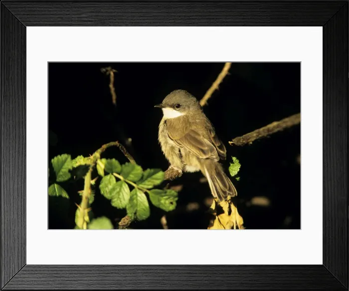 Framed Print : Lesser Whitethroat - Juvenile Framed Print : Lesser Whitethroat - Juvenile