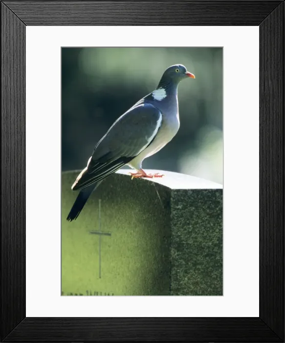 Framed Print : Woodpigeon - Adult sitting on gravestone Framed Print : Woodpigeon - Adult sitting on gravestone