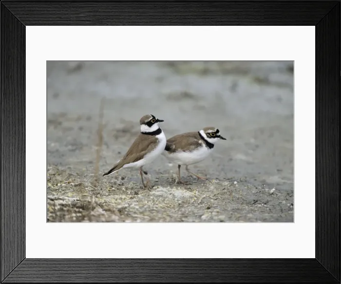 Framed Print : Little Ringed Plover - pair courtship displaying Framed Print : Little Ringed Plover - pair courtship displaying