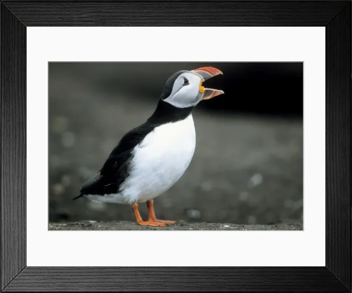 Framed Print : Puffin - adult calling Framed Print : Puffin - adult calling