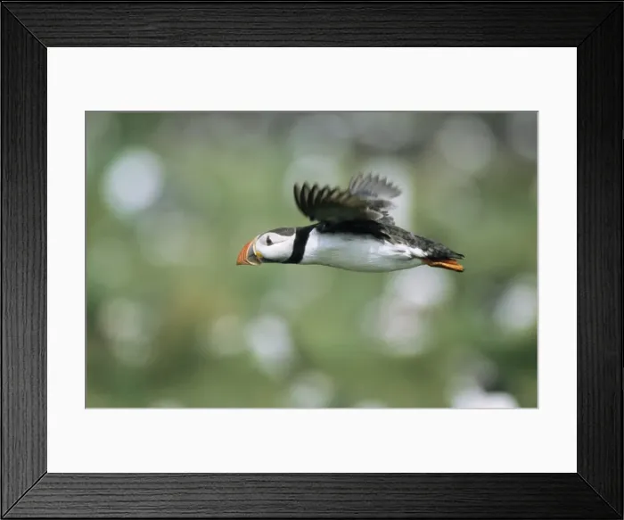 Framed Print : Puffin - adult bird in flight