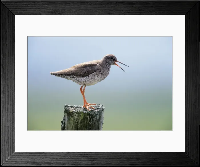 Framed Print : Redshank - calling from post Framed Print : Redshank - calling from post