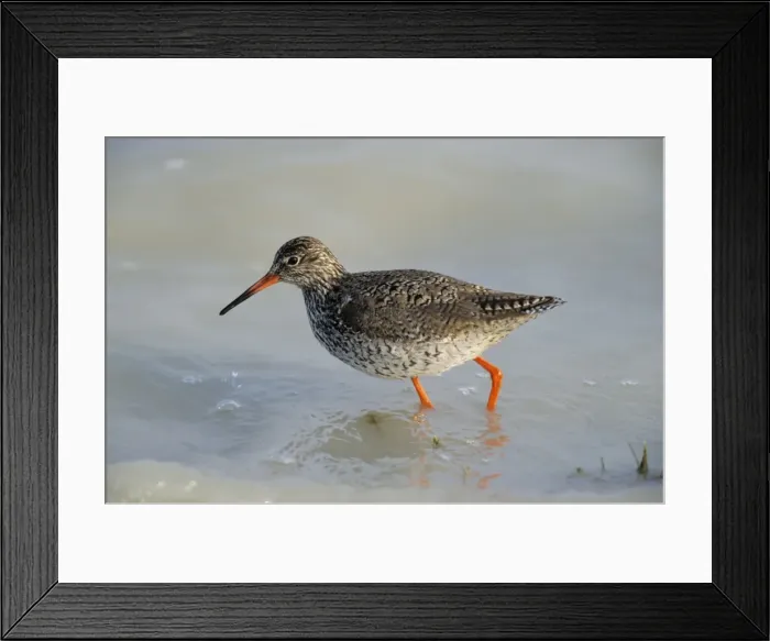 Framed Print : Redshank - feeding in tidal water Framed Print : Redshank - feeding in tidal water