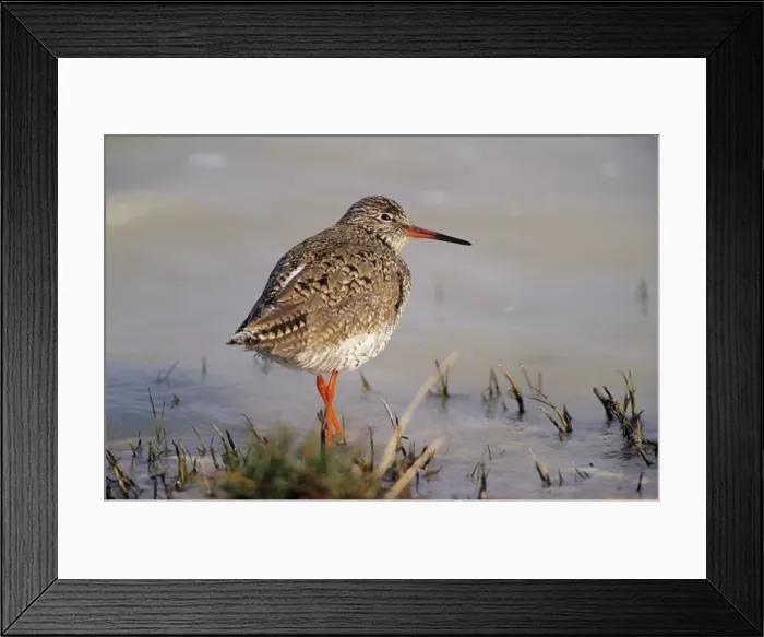 Framed Print : Redshank - resting at lake edge Framed Print : Redshank - resting at lake edge