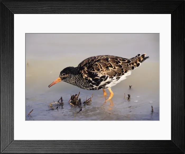 Framed Print : Ruff - male feeding Framed Print : Ruff - male feeding
