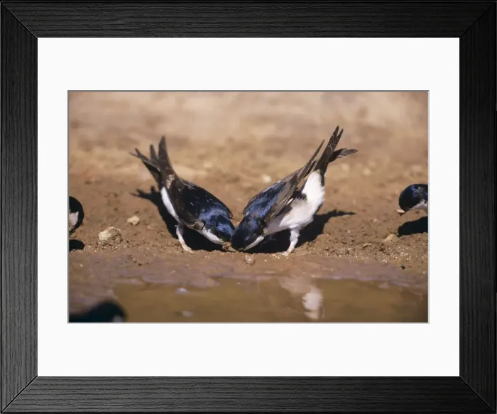 Framed Print : House Martins - collecting mud to build nest Framed Print : House Martins - collecting mud to build nest