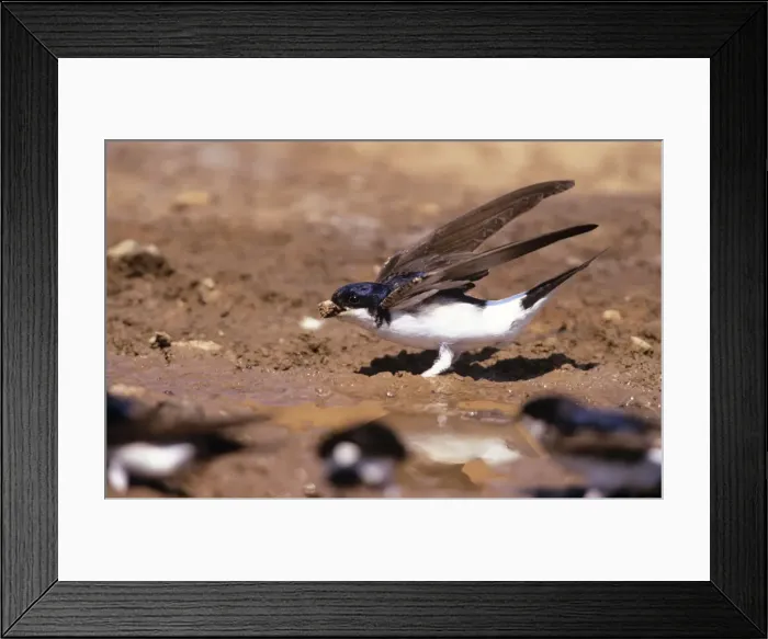 Framed Print : House Martin - collecting mud to build nest Framed Print : House Martin - collecting mud to build nest