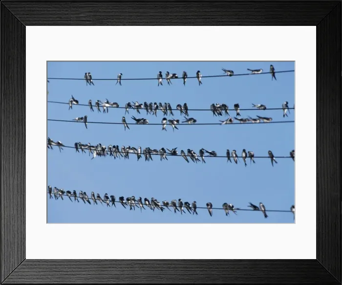 Framed Print : House Martins - sitting on power lines before migrating southwards in september Framed Print : House Martins - sitting on power lines before migrating southwards in september