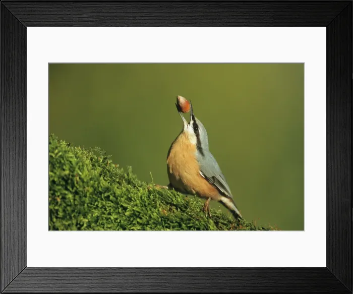 Framed Print : Nuthatch - carrying hasel nut in beak