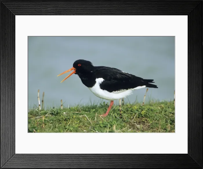 Framed Print : Oystercatcher - adult calling alarm Framed Print : Oystercatcher - adult calling alarm