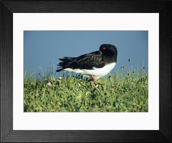 Framed Print : Oystercatcher - adult resting Framed Print : Oystercatcher - adult resting