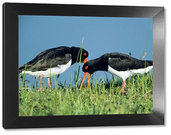 Oystercatcher - pair courtship displaying