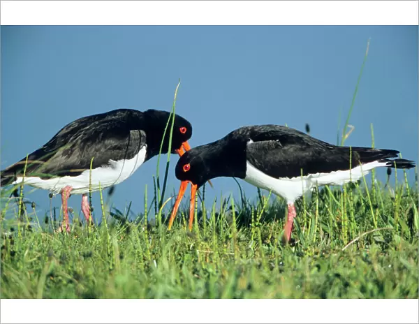 Oystercatcher - pair courtship displaying