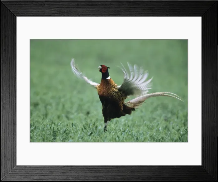 Framed Print : Cock Pheasant - calling & displaying Framed Print : Cock Pheasant - calling & displaying