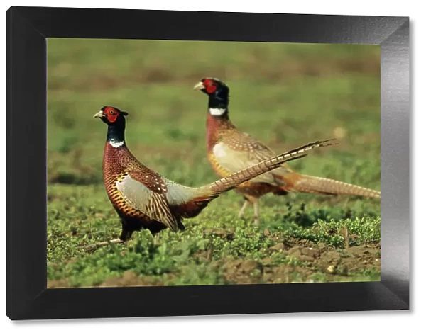Cock Pheasant - territorial dispute between rivals