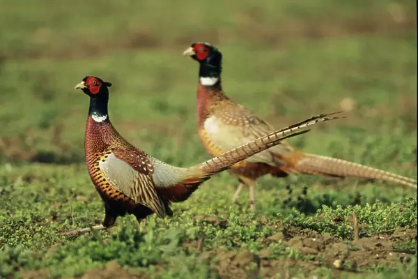 Cock Pheasant - territorial dispute between rivals