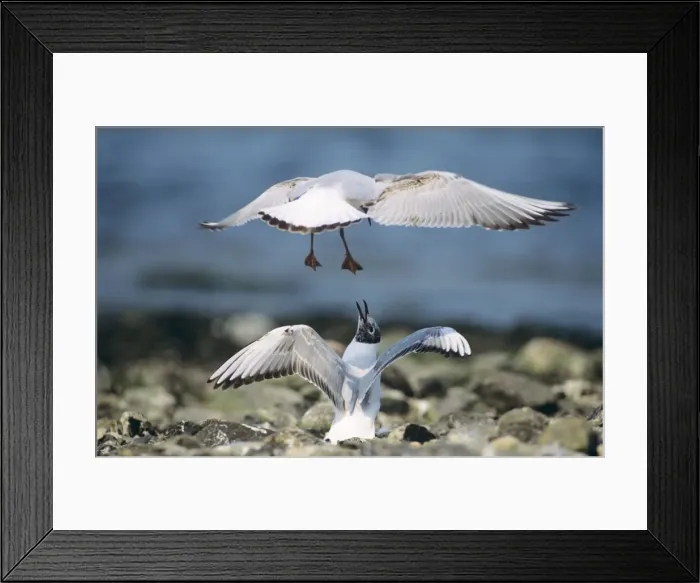 Framed Print : Black-headed Gull - two immature birds squabbling Framed Print : Black-headed Gull - two immature birds squabbling