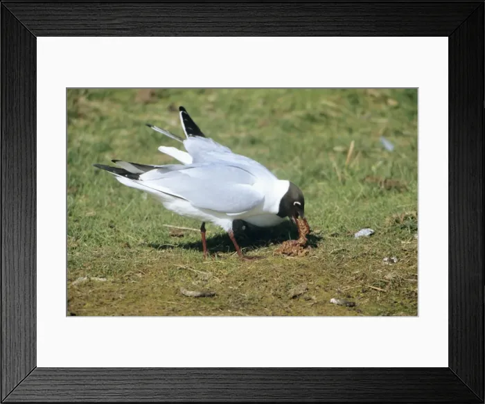 Framed Print : Black-headed Gull - Pair with regurgitated lugworms Framed Print : Black-headed Gull - Pair with regurgitated lugworms