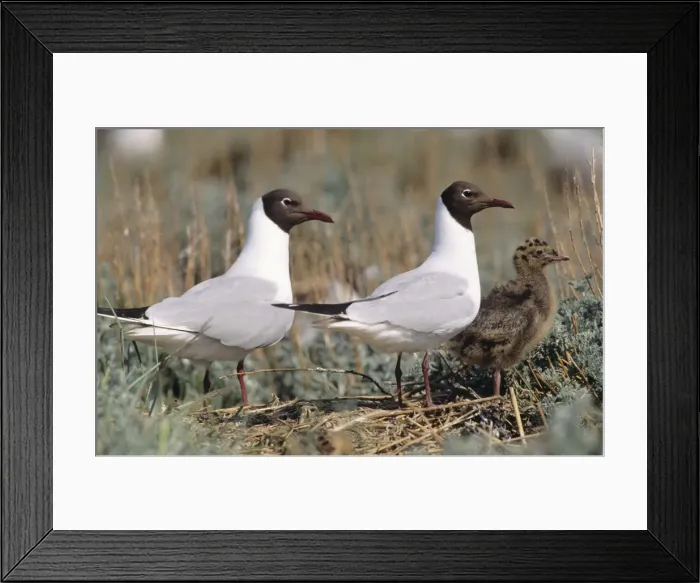 Framed Print : Black-headed Gull - pair with chick