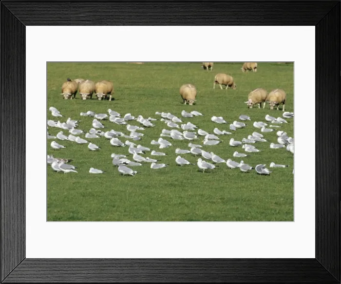 Framed Print : Herring Gull - flock resting Framed Print : Herring Gull - flock resting