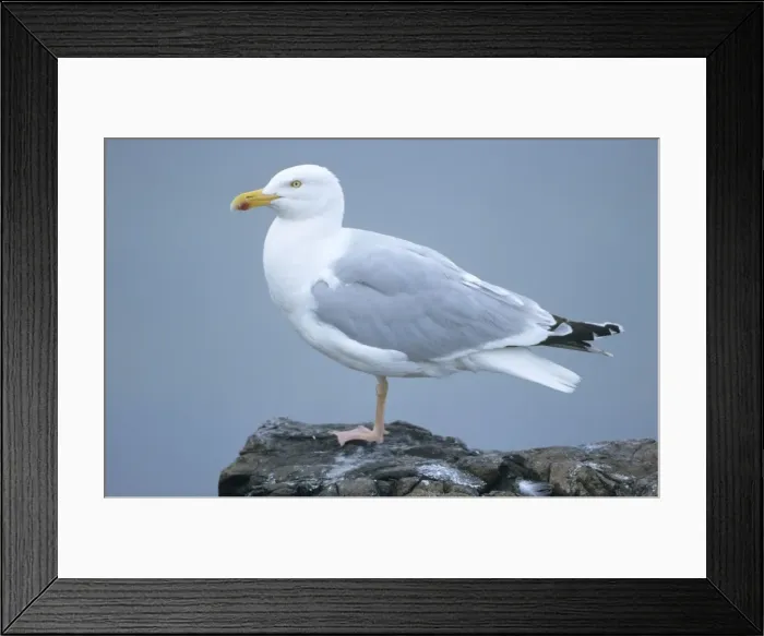 Framed Print : Herring Gull - adult resting Framed Print : Herring Gull - adult resting