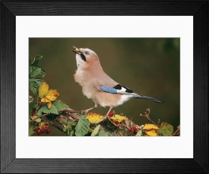Framed Print : Jay - with acorn in beak Framed Print : Jay - with acorn in beak