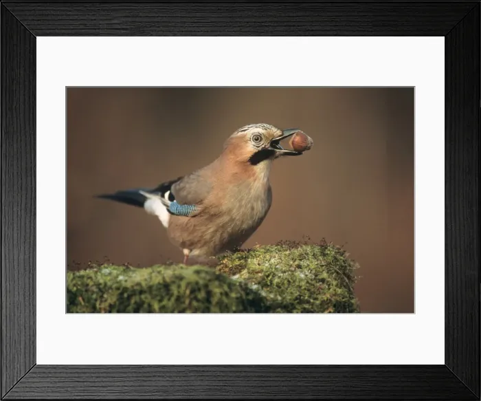 Framed Print : Jay - with hazel nut in beak Framed Print : Jay - with hazel nut in beak