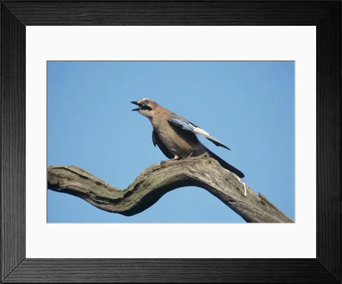 Framed Print : Jay - sounding alarm Framed Print : Jay - sounding alarm