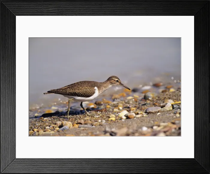 Framed Print : Common Sandpiper - feeding on lake edge Framed Print : Common Sandpiper - feeding on lake edge