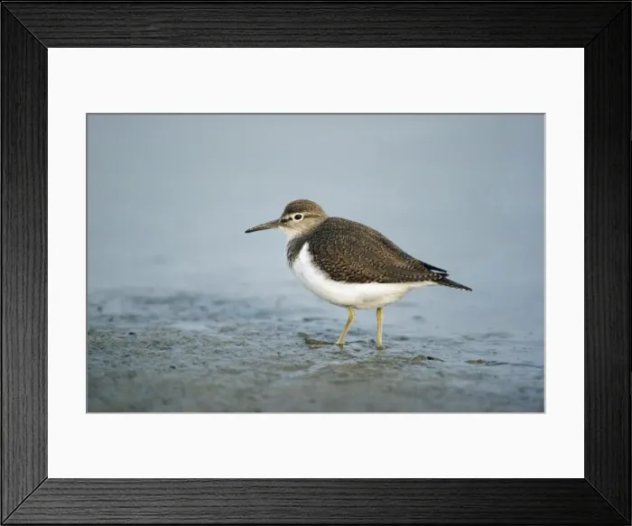Framed Print : Common Sandpiper - feeding on lake edge Framed Print : Common Sandpiper - feeding on lake edge