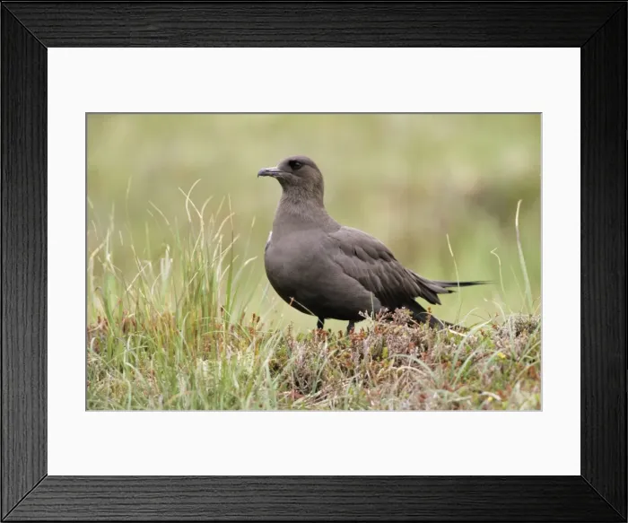 Framed Print : Artic Skua Framed Print : Artic Skua