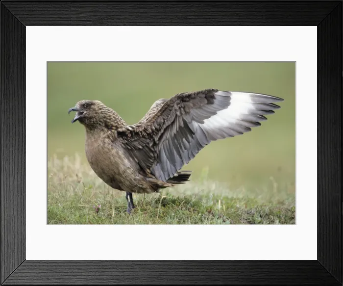 Framed Print : Great Skua - female bird displaying to mate Framed Print : Great Skua - female bird displaying to mate