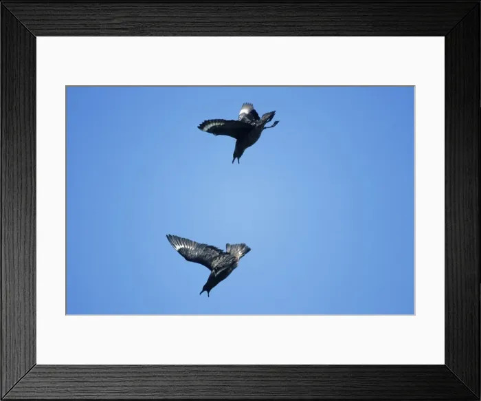 Framed Print : Great Skua - pair in aerial display Framed Print : Great Skua - pair in aerial display