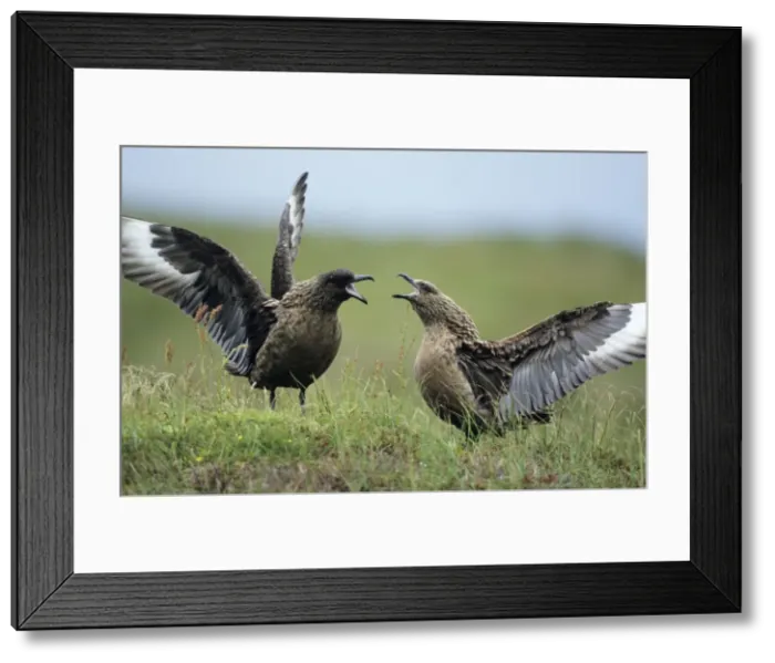 Framed Print : Great Skua - pair displaying at breeding site Framed Print : Great Skua - pair displaying at breeding site