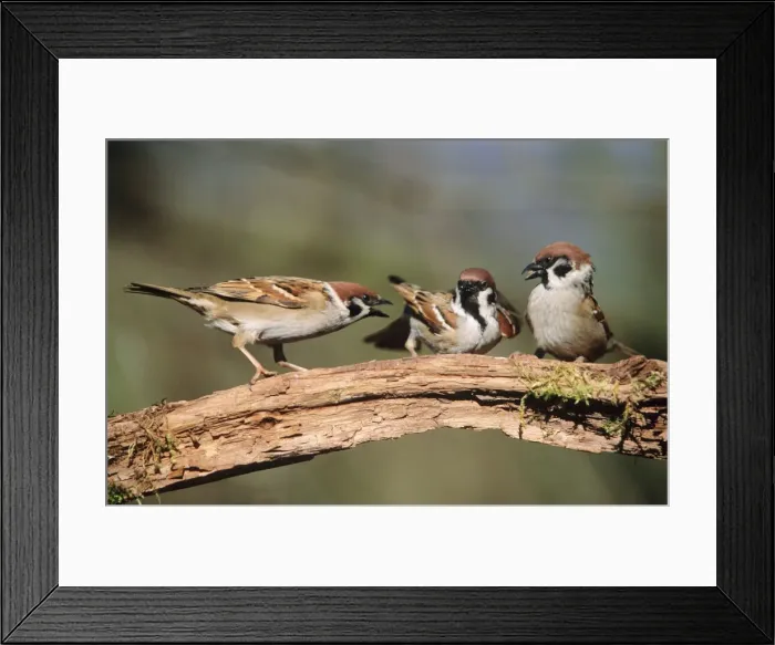Framed Print : Tree Sparrow aggresive adults squabbling over food Framed Print : Tree Sparrow aggresive adults squabbling over food